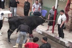 جزار مصري يلقى حتفه في مواجهة مع عجل العيد