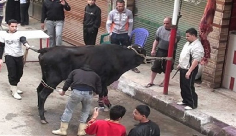جزار مصري يلقى حتفه في مواجهة مع عجل العيد