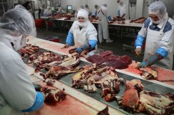 اعتقال صاحب شركة فى فضحية لحوم الخيول فى هولندا
