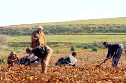 فلاحون ببسكرة يقطعون أكثر من 80 كلم مشيا على الأقدام لتبليغ انشغالاتهم الى المسؤولين المحليين