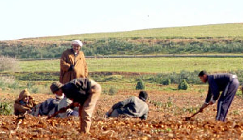 فلاحون ببسكرة يقطعون أكثر من 80 كلم مشيا على الأقدام لتبليغ انشغالاتهم الى المسؤولين المحليين
