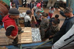 حجز أكثر من 2.2 طن من السمك المهرب الجمارك