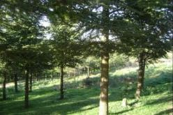 الثروة الغابية تقدر بـ 11 بالمئة من المساحة الإجمالية للجزائر