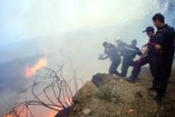 تسجيل إتلاف 200 هكتار من الغطاء النباتي نتيجة نشوب 45 حريقا منذ جوان الفارط في المدية