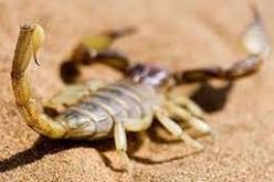 وفاة شخصين بفعل التسمم العقربي بولاية ورقلة منذ بداية السنة الجارية