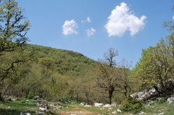 حماية الأنظمة الايكولوجية الغابية لمواجهة التغير المناخي