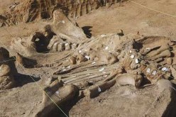 العثور على عظام متحجرة لوحيد القرن.. حصان وحيوان بقري بالجلفة