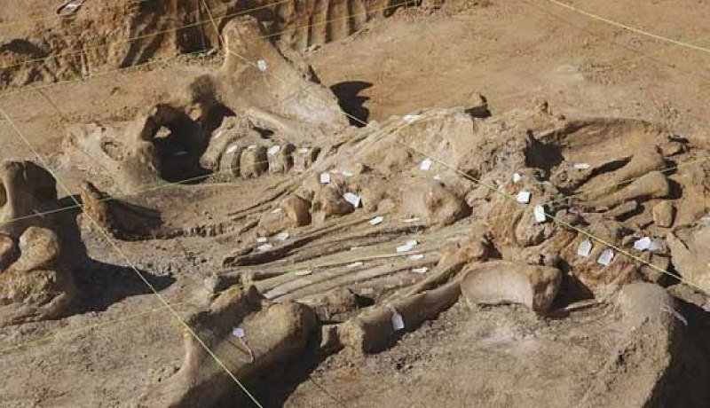 العثور على عظام متحجرة لوحيد القرن.. حصان وحيوان بقري بالجلفة