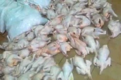 تفكيك مذبح سرّي للدجاج بمستودع تابع لمزرعة في قديل بوهران