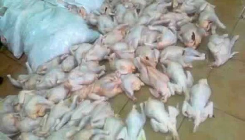 تفكيك مذبح سرّي للدجاج بمستودع تابع لمزرعة في قديل بوهران