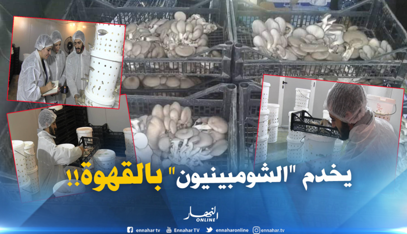 غيلاس..يخوض أول تجربة فلاحية في زراعة الفطر ببقايا القهوة 