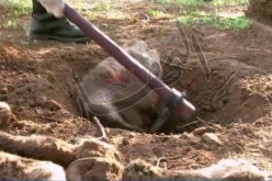 مصالح الأمن تعثر على بقايا لرؤوس أحمرة في البيض