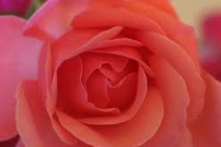 أنا وشقيقي‮ ‬وثالثنا حبيبة مشتركة‮ !‬