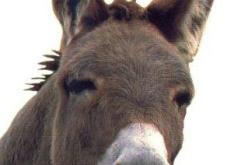 رأسا حمارين يثيران الرعب ويستنفران مصالح الأمن في البرج