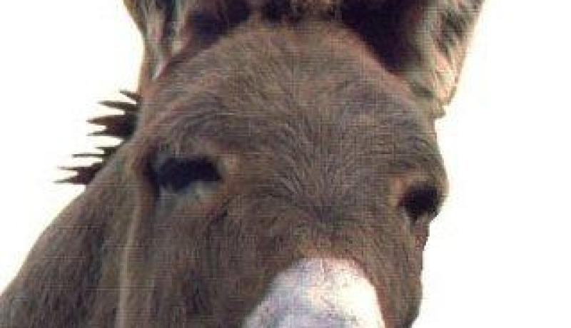 رأسا حمارين يثيران الرعب ويستنفران مصالح الأمن في البرج