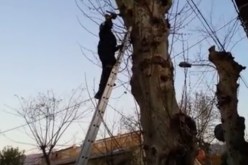 بالفيديو إنقاذ حمامة عالقة في شجرة بأولاد يعيش