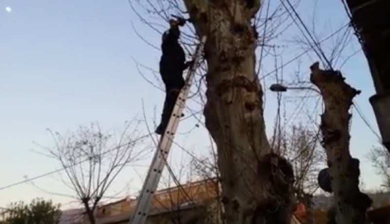 بالفيديو إنقاذ حمامة عالقة في شجرة بأولاد يعيش