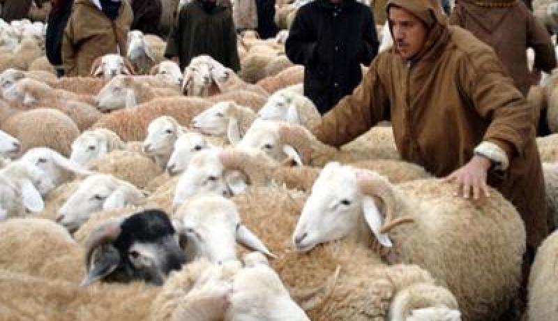 انتشار كبير لنقاط بيع الأضاحي الفوضوية بالعاصمة