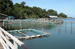 استزراع 27 حوضا مائيا بصغار الأسماك قريبا بوهران