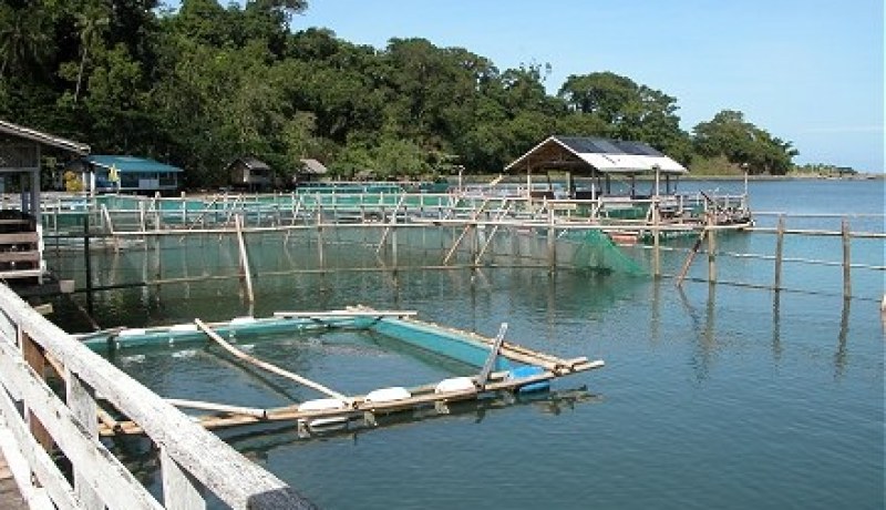 استزراع 27 حوضا مائيا بصغار الأسماك قريبا بوهران