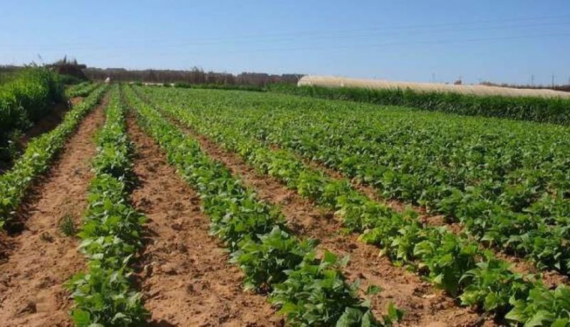 رجال أعمال استفادوا من أراض فلاحية بـ2 مليون سنتيم وباعوها بالملايير