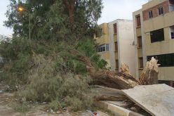 رياح قوية تسقط أشجارا وتتسبب في تشقق مباني بتبسة