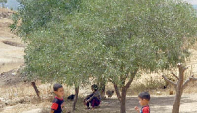 تحطيم 100 شجرة زيتون نادرة بمستثمرة فلاحية بالعنصر