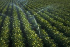 سعيدة تستفيد من  ملياري دينار لإعادة تأهيل المحيط المسقي