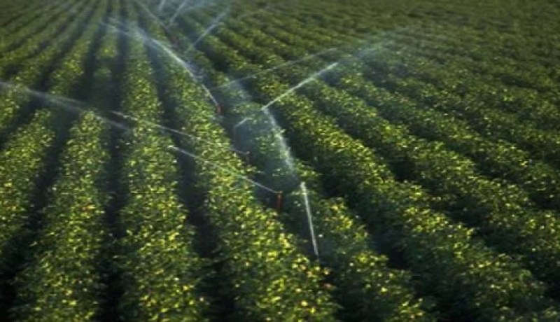 سعيدة تستفيد من  ملياري دينار لإعادة تأهيل المحيط المسقي