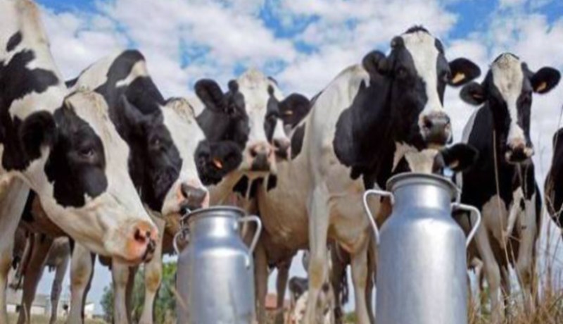 ربع مليون بقرة محلية و21 ألف مستوردة للقضاء على أزمة الحليـــب