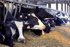 القضاء على أزيد من 300 رأس من البقر بالبويرة منذ ظهور الحمى القلاعية