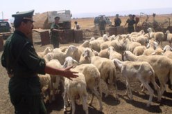 الدرك في حالة استنفار لمواجهة «زحف» وباء الحمى القلاعية