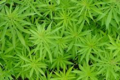 حجز 5 قناطير من القنب الهندي بتلمسان