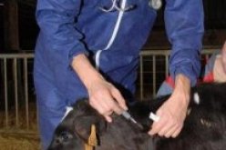 تلقيح 6.400 رأس من الأبقار ضد مرض الحمى القلاعية  في الوادي