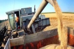 الجزائر لن تستورد القمح الصلب و الشعير في سنة 2012