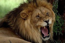 أسد يفترس سائحة أمريكية في حديقة حيوان مفتوحة بجنوب افريقيا