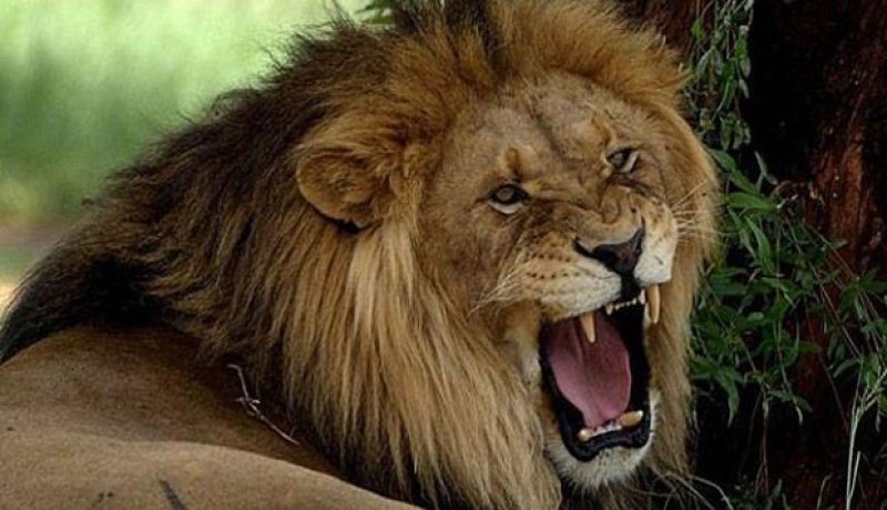 أسد يفترس سائحة أمريكية في حديقة حيوان مفتوحة بجنوب افريقيا