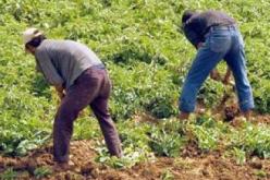 قروض للشباب الفلاح لإنشاء مؤسسات مصغرة وشراء جرارات وحصادات