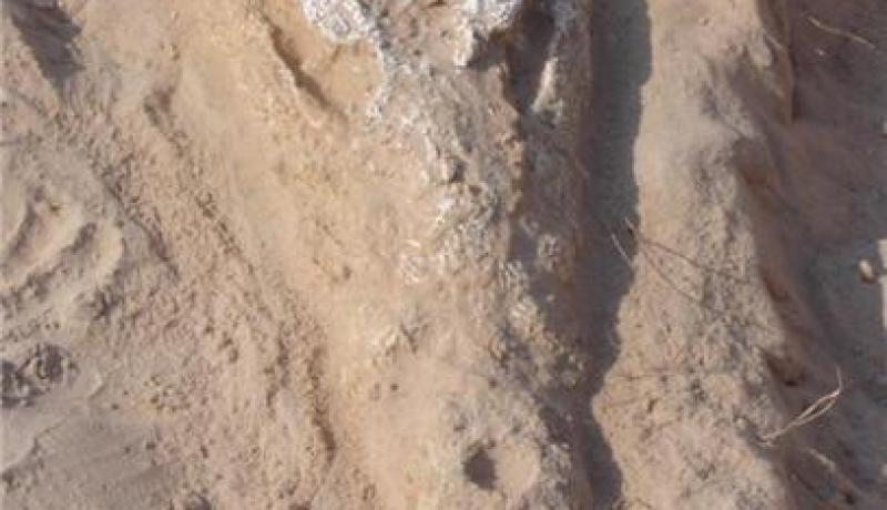 اكتشاف حفريات ومتحجرات فريدة من نوعها في أبو ظبي