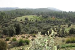 تحقيقات أمنية بسبب صفقتي تنظيف 4 آلاف هكتار من الغابات في خنشلة