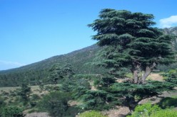 إنجاز عدة مشاريع تنموية خلال 2011 في  خنشلة