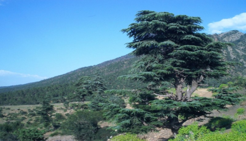 إنجاز عدة مشاريع تنموية خلال 2011 في  خنشلة