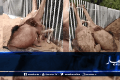 نفوق ناقتين بسبب سور لسوناطراك يثير غضب الموالين في ورقلة