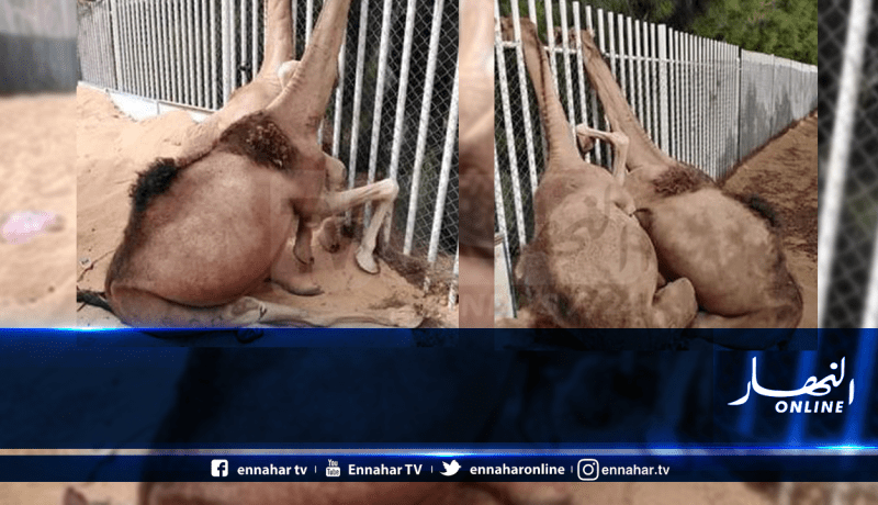 نفوق ناقتين بسبب سور لسوناطراك يثير غضب الموالين في ورقلة