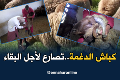 مساعي كبيرة للحفاظ على سلالة الماشية الحمراء بسعيدة