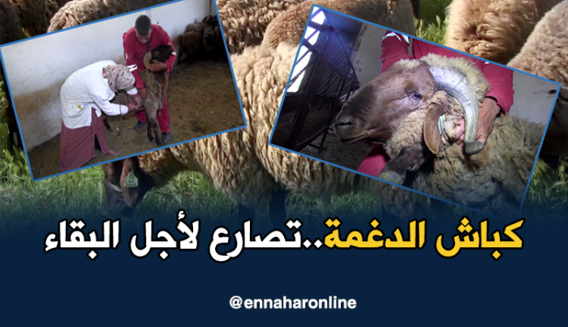 مساعي كبيرة للحفاظ على سلالة الماشية الحمراء بسعيدة
