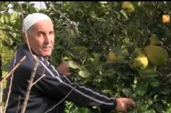 الجزائر تنتج حبات ليمون ولا في الأحلام