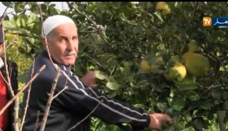 الجزائر تنتج حبات ليمون ولا في الأحلام
