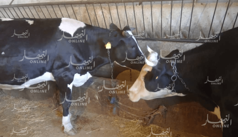 تلقيح أكثر من 10900 رأس بقر ضد الحمى القلاعية في سعيدة