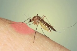 بالفيديو .. تعرف على خصائص “بعوضة النمر” وكيفية الحد من إنتشارها